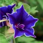 Blue Picotee Morning Glory - 20 Seeds