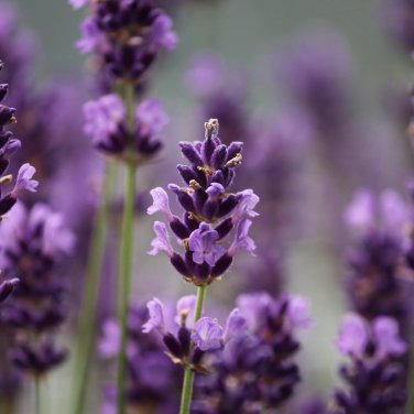 Blue Purple Lavender Series Bonsai Flowers -  20 Seeds