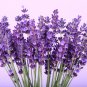 Blue Purple Lavender Series Bonsai Flowers - 20 Seeds