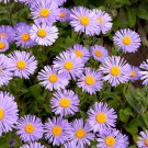 Blue Round China Aster Perennial Flower - 30 Seeds Blue Round China Aster Perennial Flower - 30 Seeds