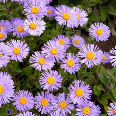 Blue Round China Aster Perennial Flower  - 30 Seeds