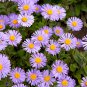 Blue Round China Aster Perennial Flower  - 30 Seeds
