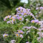 Blue Round China Aster Perennial Flower  - 30 Seeds