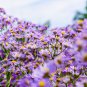 Blue Round China Aster Perennial Flower  - 30 Seeds
