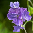 Blue Royal Sweet Pea - 20 Seeds