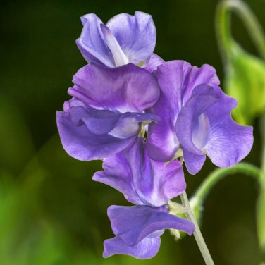 Blue Royal Sweet Pea - 20 Seeds