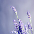 Blue Sea Lavender  - 30 Seeds