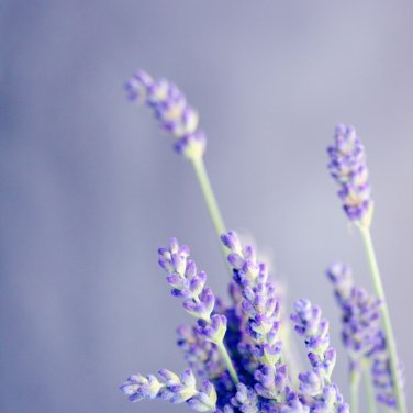 Blue Sea Lavender  - 30 Seeds
