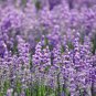 Blue Sea Lavender - 30 Seeds