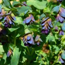 Blue Shrimp Plant Cerinthe Major showy Flowers - 10 Seeds Blue Shrimp Plant Cerinthe Major showy Flowers - 10 Seeds
