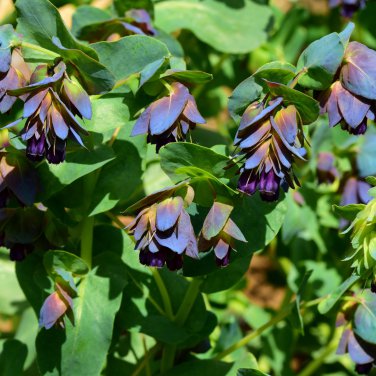 Blue Shrimp Plant Cerinthe Major showy Flowers  - 10 Seeds