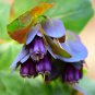 Blue Shrimp Plant Cerinthe Major showy Flowers  - 10 Seeds