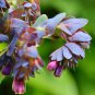 Blue Shrimp Plant Cerinthe Major showy Flowers  - 10 Seeds