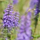 Blue Spiked Speedwell Veronica Spicata, Perennial Rockery Flowerst - 50 Seeds