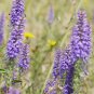 Blue Spiked Speedwell Veronica Spicata, Perennial Rockery Flowerst - 50 Seeds