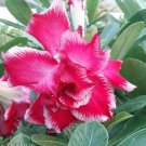 'Blue Spirit' Adenium Obesum Perennial Bonsai Flower - 2 Seeds