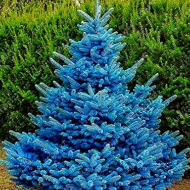 Blue Spruce Tree Picea Tree  - 100 Seeds