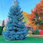 Blue Spruce Tree Picea Tree  - 100 Seeds