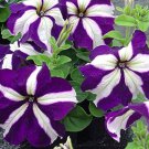 Blue Star White Stripe Express Petunia - 200 Seeds Blue Star White Stripe Express Petunia - 200 Seeds