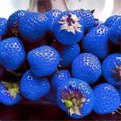 Blue Strawberry - 500 Seeds