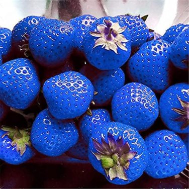 Blue Strawberry - 500 Seeds
