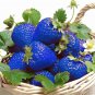 Blue Strawberry - 500 Seeds