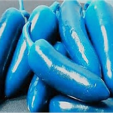 Blue Turquoise Chili Pepper - 20 Seeds
