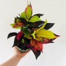 Blue Variegated Leaf Croton Mixed Colorful Ornamenta - 100 Seeds Blue Variegated Leaf Croton Mixed Colorful Ornamenta - 100 Seeds