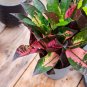 Blue Variegated Leaf Croton Mixed Colorful Ornamenta - 100 Seeds