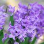 Blue Violet Purple Grape Hyacinth flower - 100 Seeds