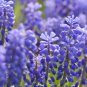 Blue Violet Purple Grape Hyacinth flower - 100 Seeds