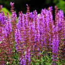 Blue Woodland Sage Perennial Flower - 30 Seeds Blue Woodland Sage Perennial Flower - 30 Seeds