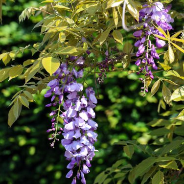 Blue Yard Chinese Wisteria Climbing Plants, purple floribunda - 5 Seeds