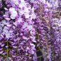 Blue Yard Chinese Wisteria Climbing Plants, purple floribunda - 5 Seeds