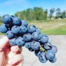Bluebell Blue Juice Grape - 100 Seeds