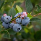 Blueberry Bush Vaccinium Corymbosum - 50 Seeds