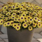 'Blue-eyed Beauty' African Daisy Fantastic Annual Gerbera jamesonii Flowers - 10 'Blue-eyed Beauty' African Daisy Fantastic Annual Gerbera jamesonii Flowers - 10