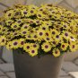 'Blue-eyed Beauty' African Daisy Fantastic Annual Gerbera jamesonii Flowers - 10