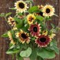 Bohemian Phapsody F1 Sunflower - 15 Seeds