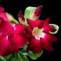 Boisterous Elation Adenium Bonsai Desert Rose - 2 Seeds