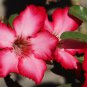 Boisterous Elation Adenium Bonsai Desert Rose - 2 Seeds