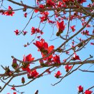 Bombax ceiba Cotten Tree Red Silk-cotton Tree - 30 Seeds Bombax ceiba Cotten Tree Red Silk-cotton Tree - 30 Seeds
