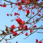 Bombax ceiba Cotten Tree Red Silk-cotton Tree - 30 Seeds