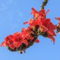 Bombax ceiba Cotten Tree Red Silk-cotton Tree - 30 Seeds
