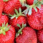 Bonai Giant Strawberry  - 40 Seeds