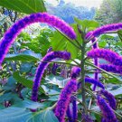 Bonsai Acalypha Hispida Chenille Plant - 100 Seeds