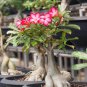 Bonsai Adenium Mixed 36 Colors Colorful Flowers - 100 Seeds