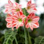 Bonsai Amaryllis Barbados Lily DIY Home Garden Lily Potted Bonsai - 100 Seeds