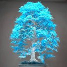bonsai blue maple tree Bonsai tree - 20 Seeds