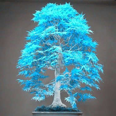 bonsai blue maple tree Bonsai tree - 20 Seeds